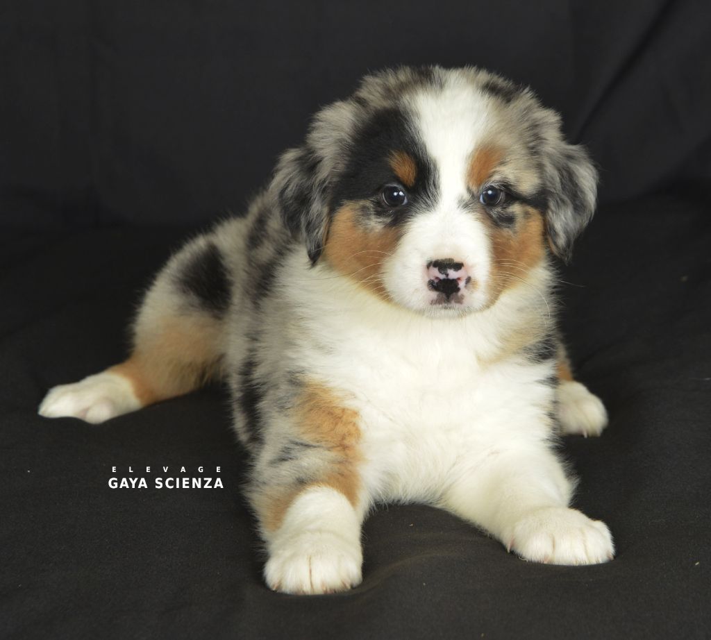 des monts de la gaya scienza - Chiots disponibles - Berger Australien