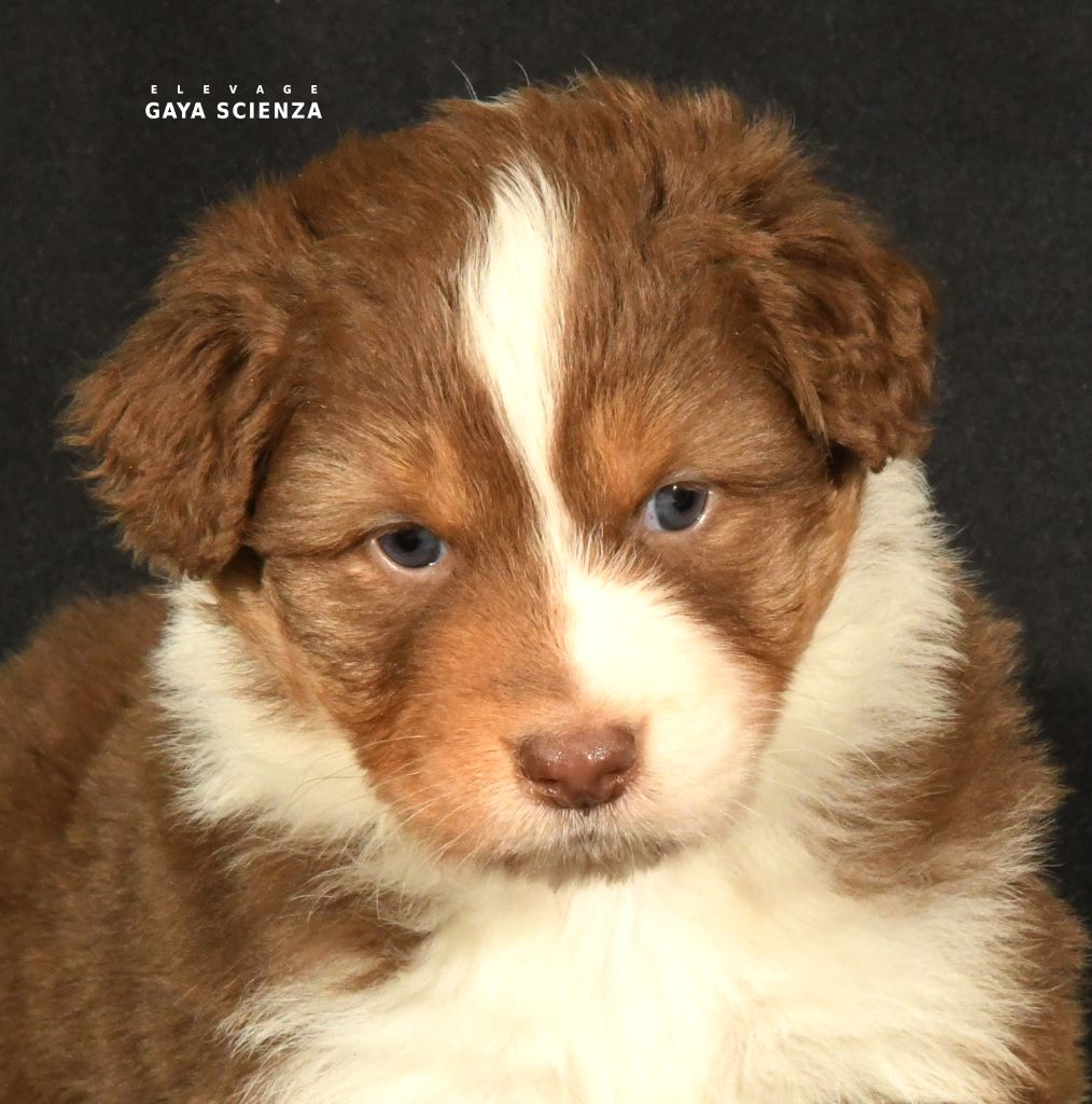 des monts de la gaya scienza - Berger Australien - Portée née le 18/11/2024