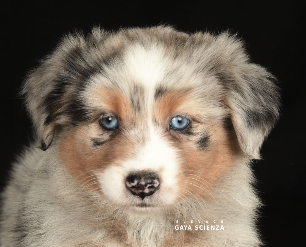 des monts de la gaya scienza - Chiots disponibles - Berger Australien