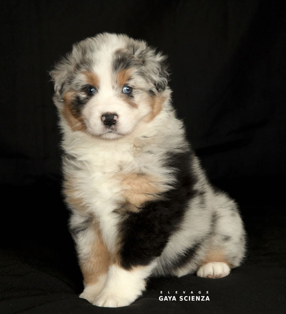 des monts de la gaya scienza - Chiots disponibles - Berger Australien