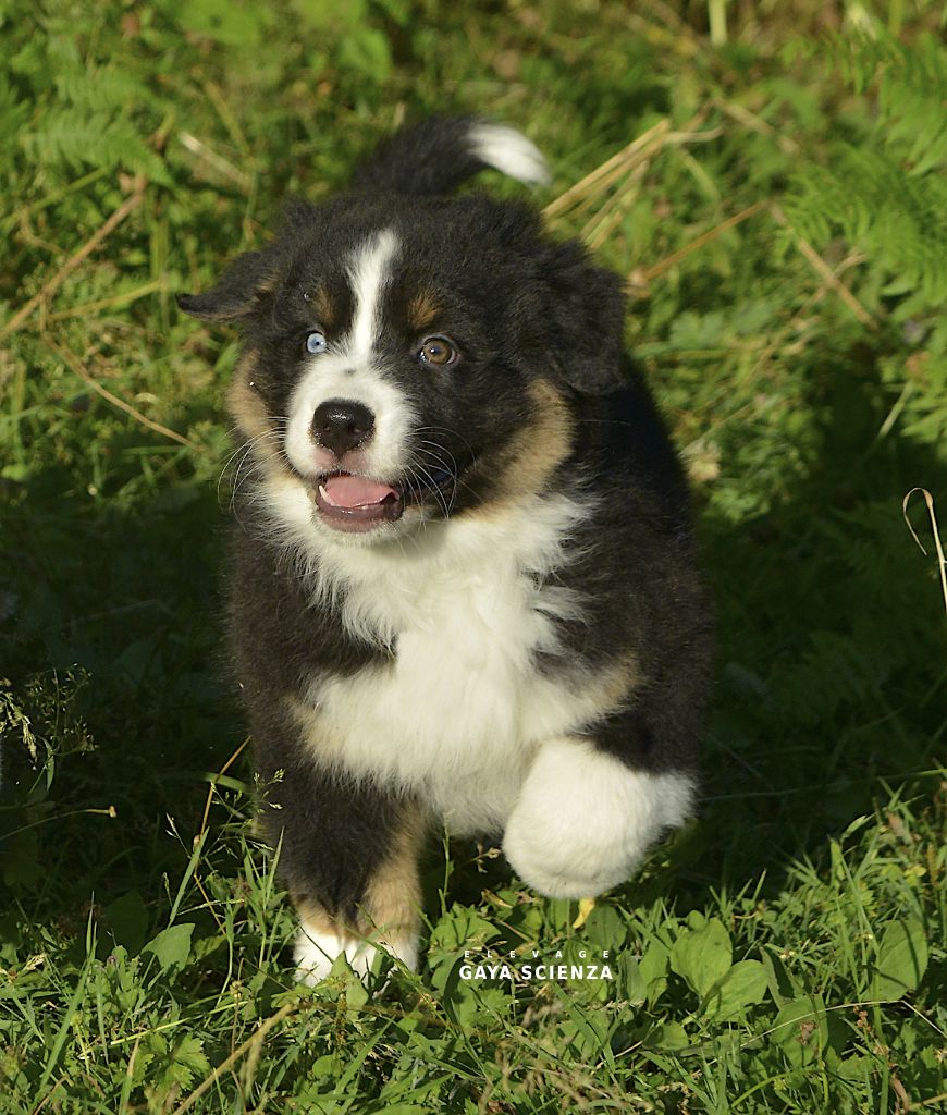 des monts de la gaya scienza - Chiots disponibles - Berger Australien