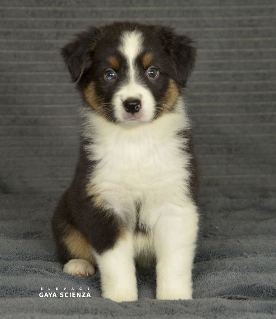 des monts de la gaya scienza - Chiots disponibles - Berger Australien