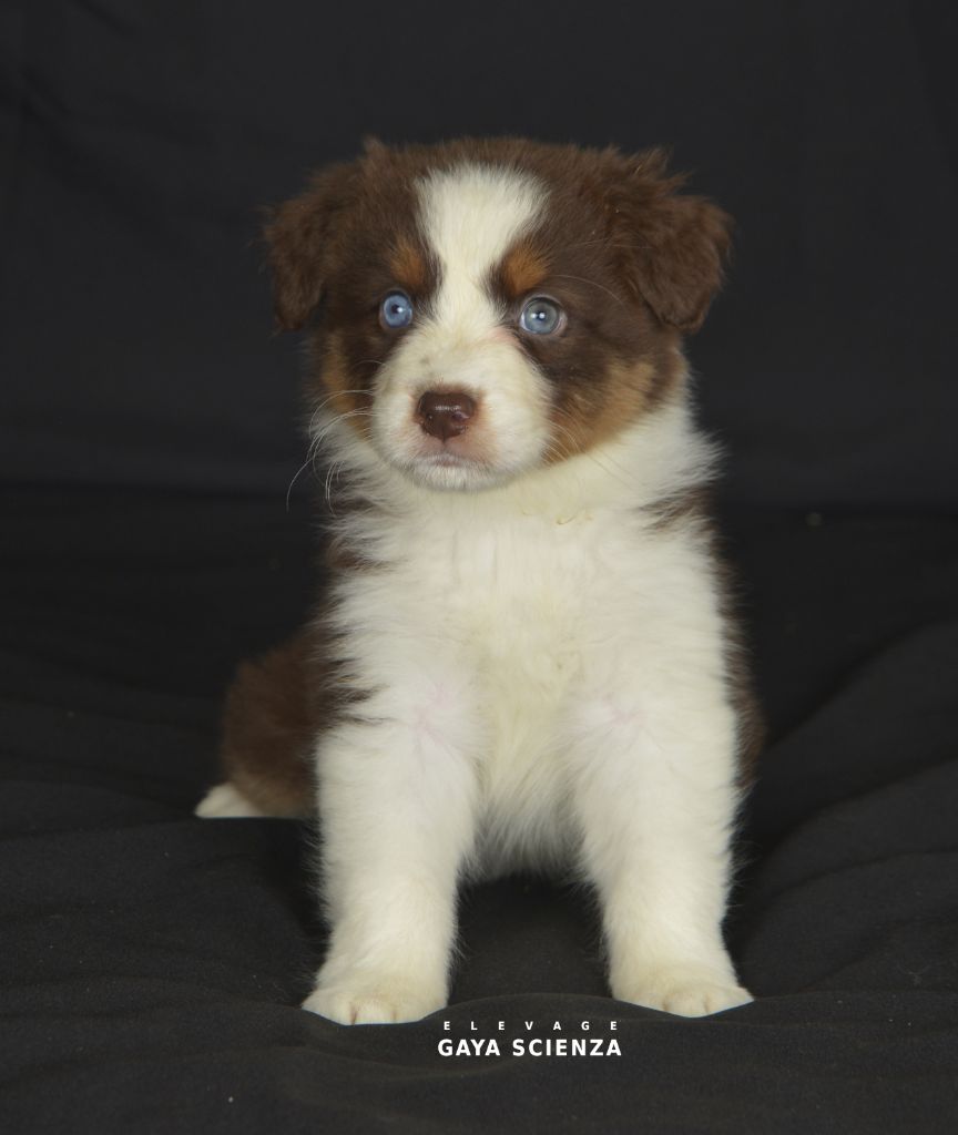 des monts de la gaya scienza - Chiots disponibles - Berger Australien