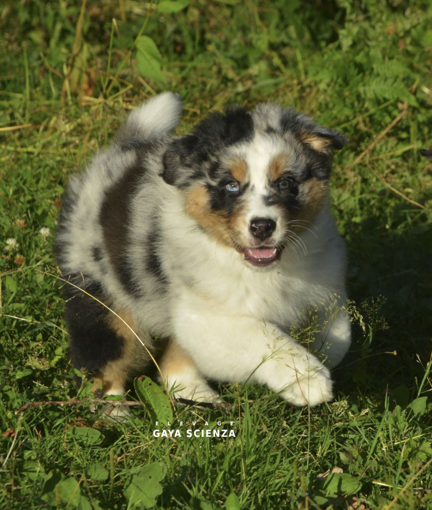 des monts de la gaya scienza - Chiots disponibles - Berger Australien