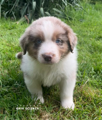Chiot N°3