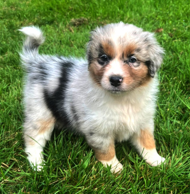 Chiot N°4