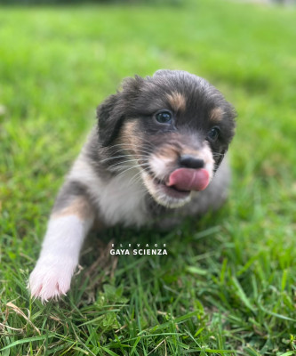 Chiot N°7