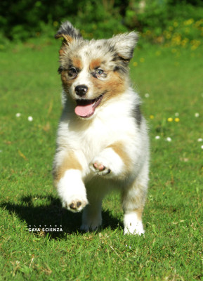 Chiot N°4