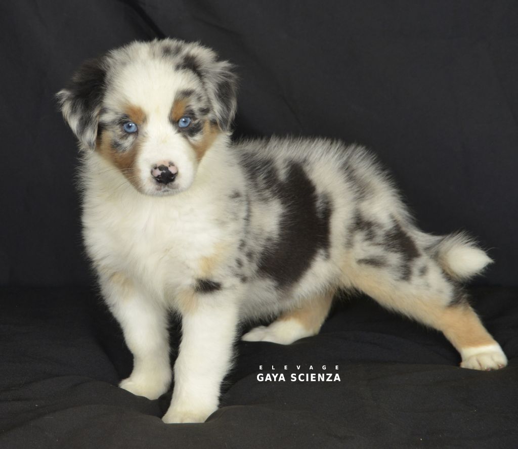 des monts de la gaya scienza - Chiots disponibles - Berger Australien