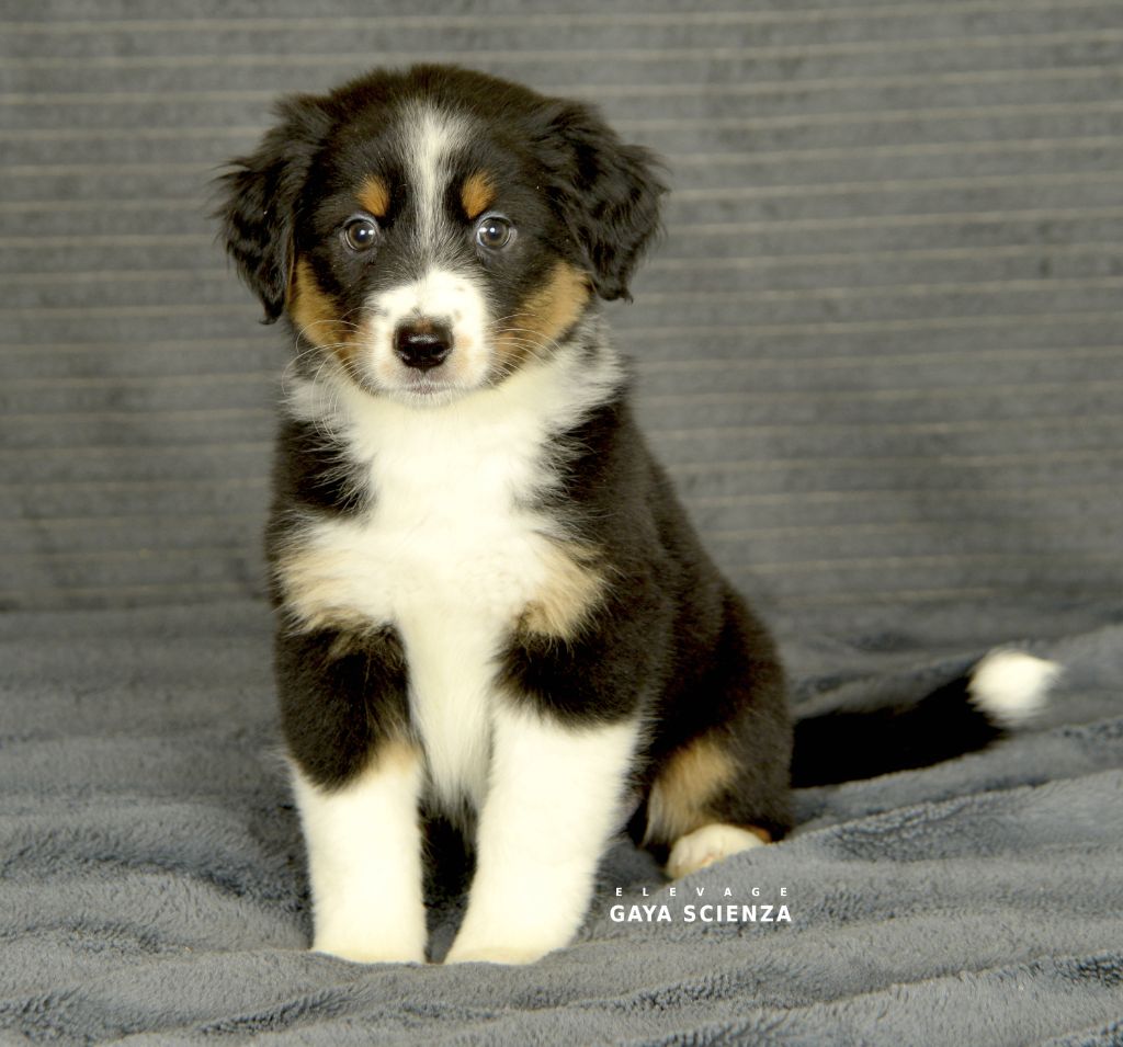 des monts de la gaya scienza - Chiots disponibles - Berger Australien