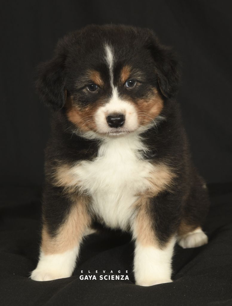 des monts de la gaya scienza - Chiots disponibles - Berger Australien