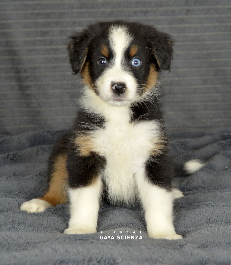 des monts de la gaya scienza - Chiots disponibles - Berger Australien