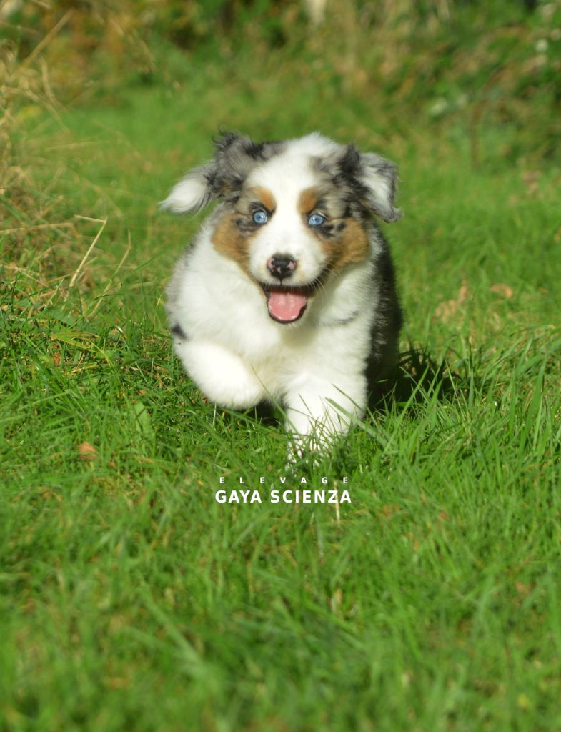 des monts de la gaya scienza - Berger Australien - Portée née le 13/08/2023