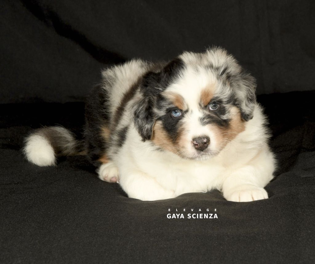 des monts de la gaya scienza - Chiots disponibles - Berger Australien