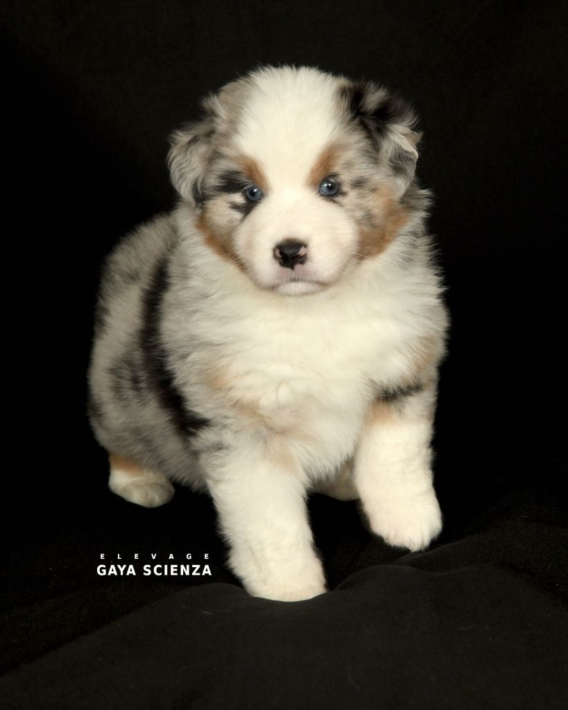 des monts de la gaya scienza - Chiots disponibles - Berger Australien
