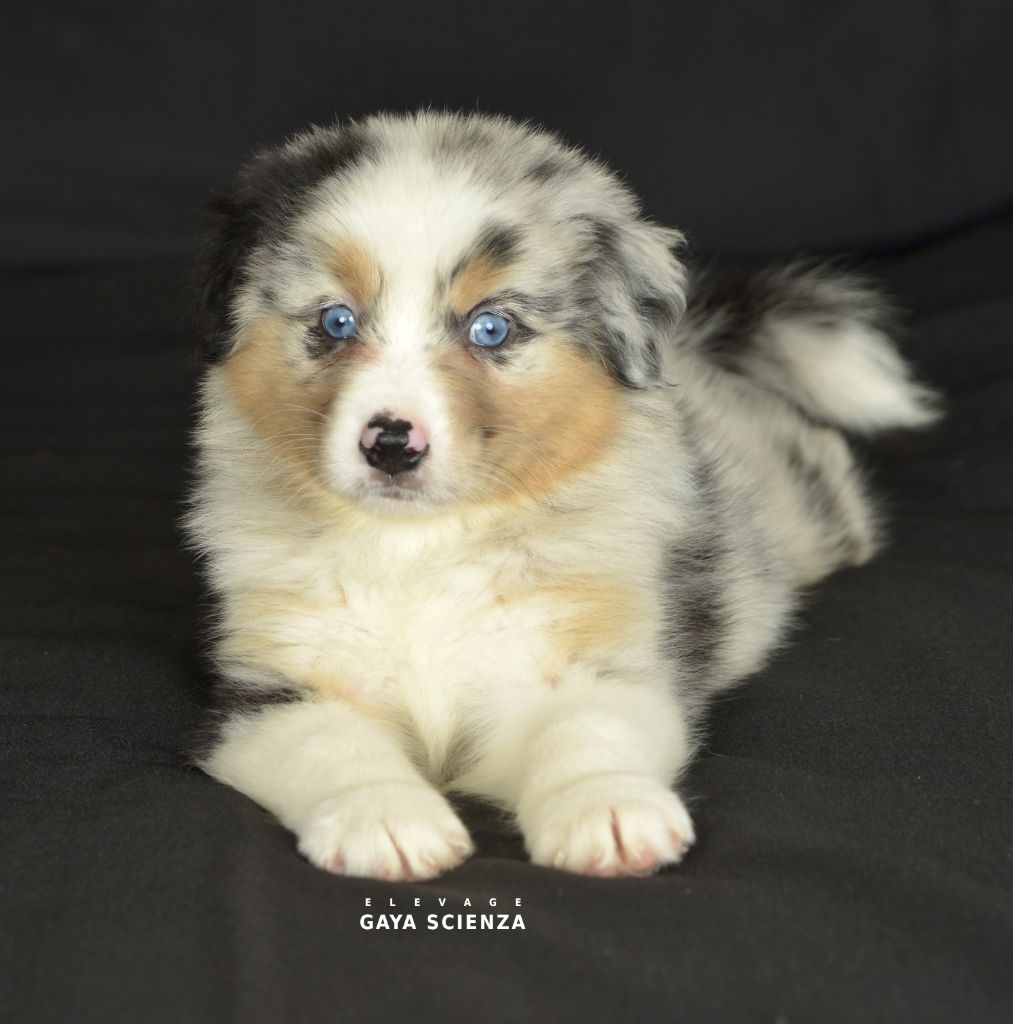 des monts de la gaya scienza - Chiots disponibles - Berger Australien