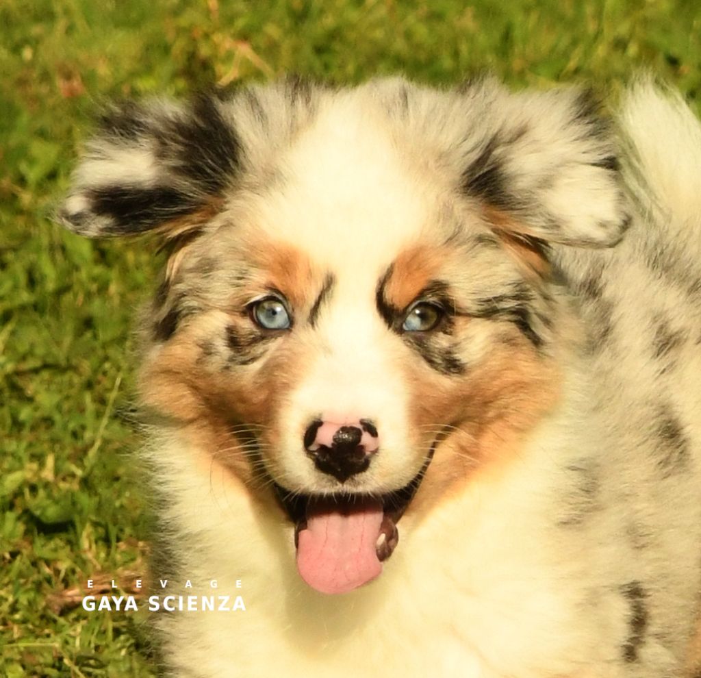 des monts de la gaya scienza - Berger Australien - Portée née le 23/05/2024