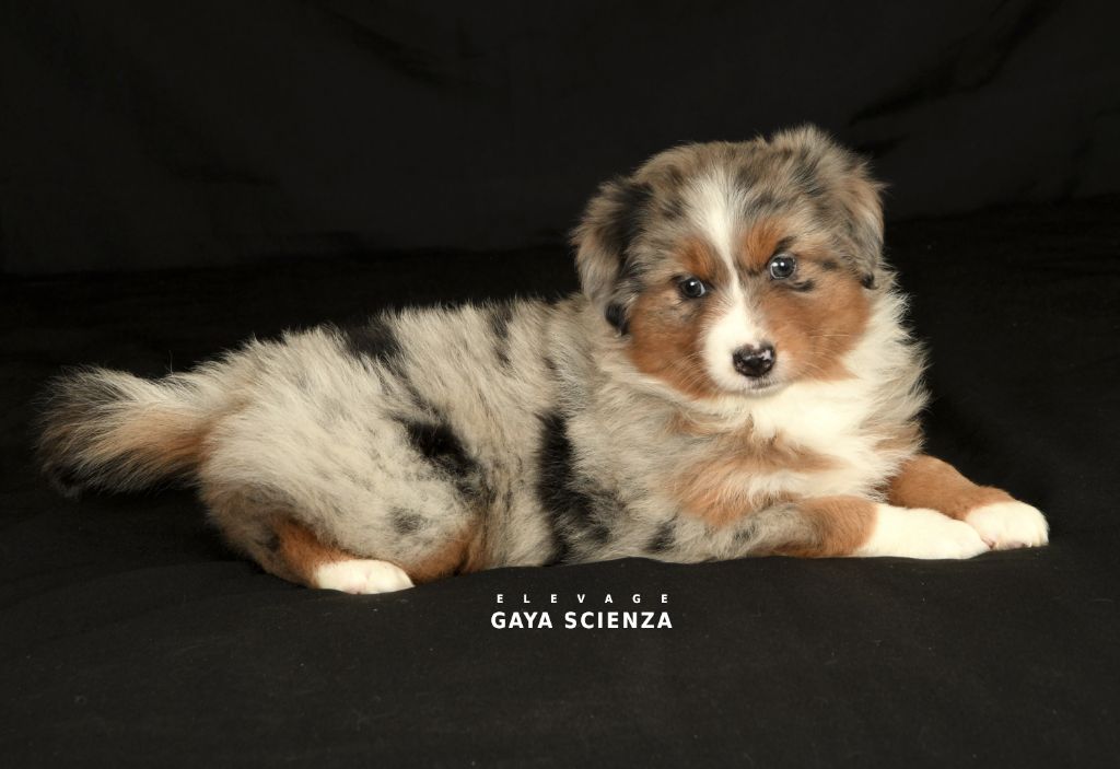 des monts de la gaya scienza - Chiots disponibles - Berger Australien