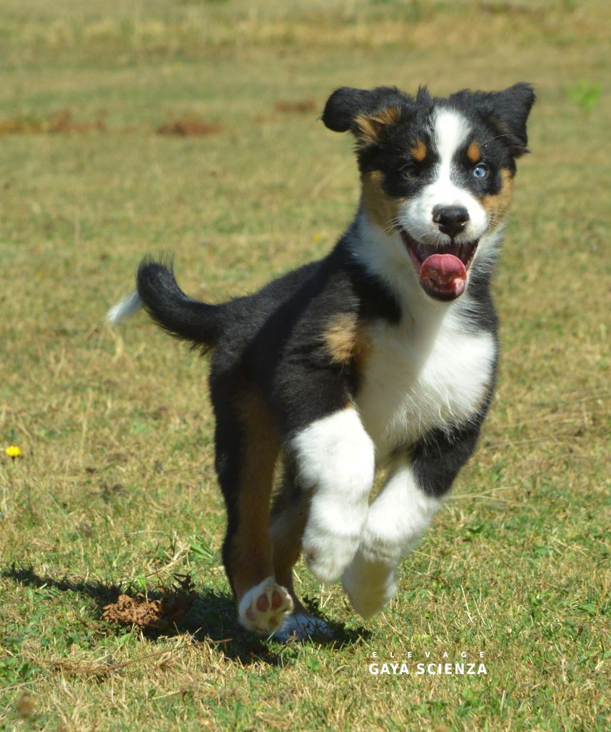 des monts de la gaya scienza - Chiots disponibles - Berger Australien