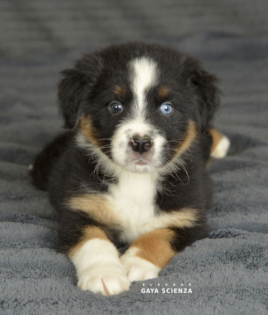 des monts de la gaya scienza - Chiots disponibles - Berger Australien